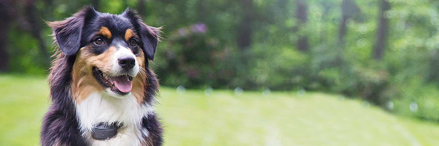 DogWatch of North Central West Virginia, Morgantown, West Virginia | Special Offers Footer Image Image
