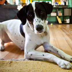 DogWatch of North Central West Virginia, Morgantown, West Virginia | Indoor Pet Boundaries Contact Us Image