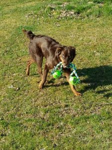 Photo of Australian Shepherd playing with dog toy