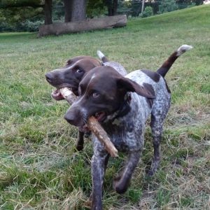 Two German Shorthaired Pointers sharing a stick