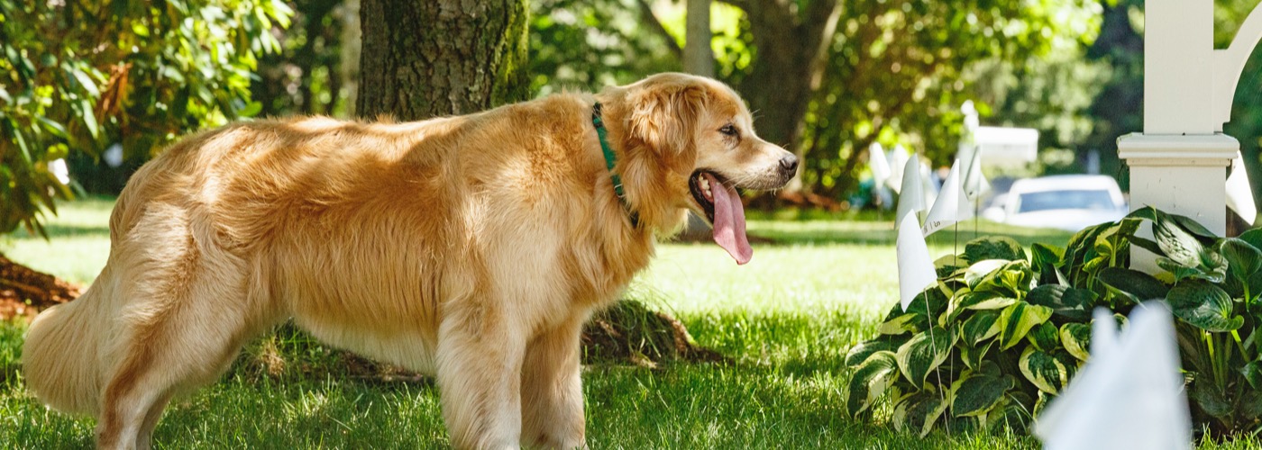 DogWatch of North Central West Virginia, Morgantown, West Virginia | Outdoor Hidden Dog Fences Slider Image